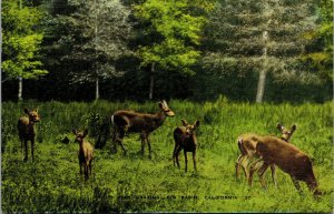 Vtg 1940s Wild Deer Grazing Big Basin California CA Unused Postcard