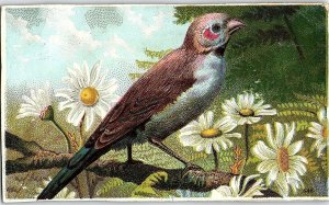 1880's FAB Bright Bird Mocha, Java, Rio Coffee Victorian Trade Card P135