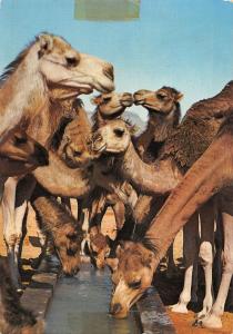 B98733 camel chamel tunisia africa  animaux animals