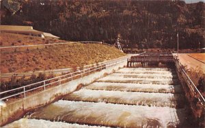 Fish Ladder Bonneville Dam, Oregon, USA