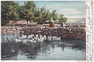 Swans, Fran Sveriges Bygder, Skane, Sweden, PU-1906