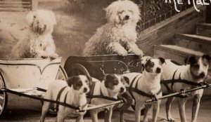 RPPC Dogs Chariot Race Pulled By Smaller Dogs 1907 Nelson photo postcard H439 