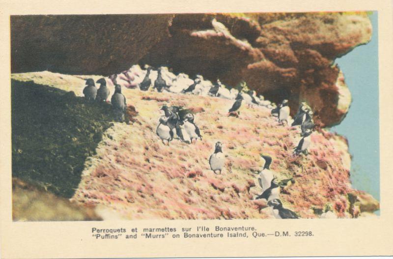 Birds - Puffins and Murrs on Bonaventure Island QC, Quebec, Canada