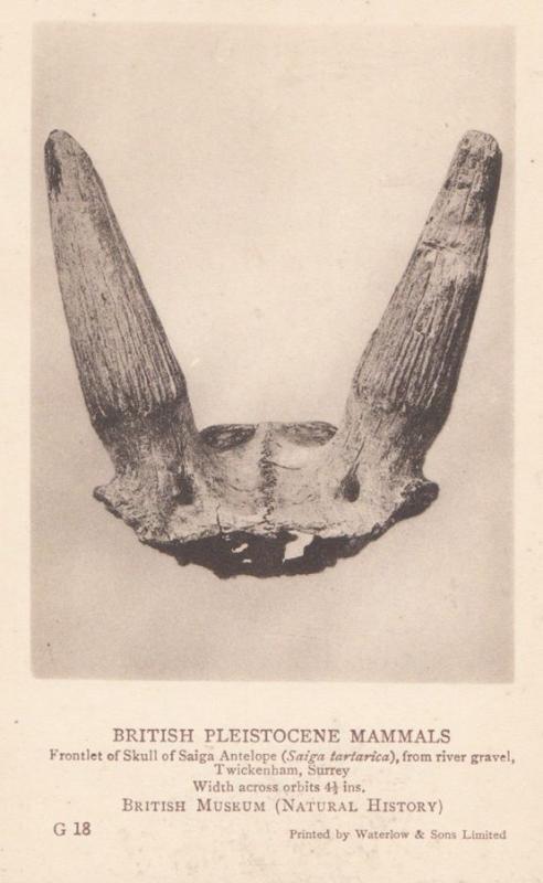 Skull Of Saiga Antelope found Twickenham Surrey London History Museum Postcard