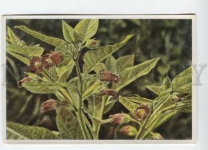 428023 Flower Atropa Belladonna Vintage Sammelwerk Tobacco Card w/ ADVERTISING