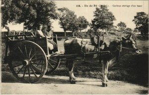 CPA ILE-de-RÉ Curiex attelage d'un boeuf (809576)