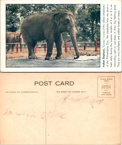 Indian Elephant (16730