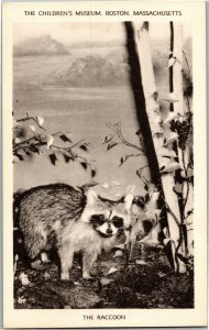 Children's Museum Diorama Raccoons Boston MA Vintage Postcard M31
