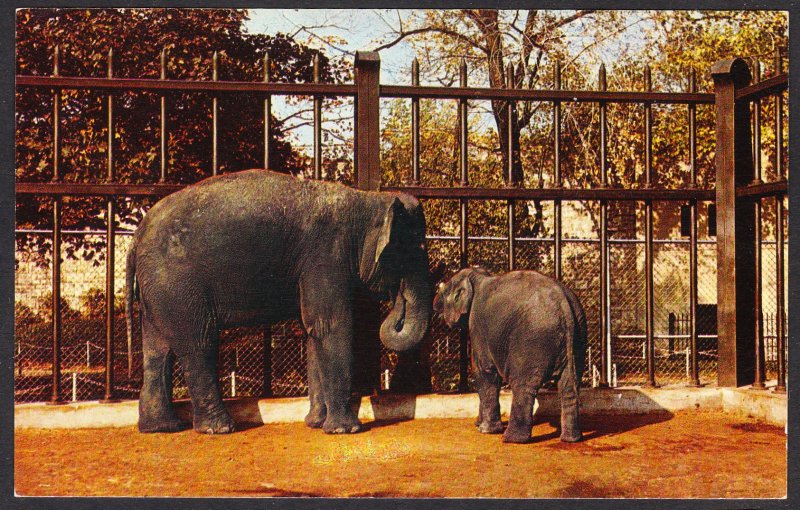 NY - Buffalo Zoological Gardens - Indian Elephants “Lulu” and “Li’l e”