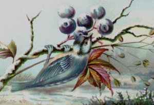 1880s Victorian Easter Card Poem Bluebird Berries 7D