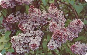 Lilac Blossoms at Highland Park, Rochester, New York