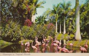 Florida Birds Flamingos At Sarasota Jungle Gardens