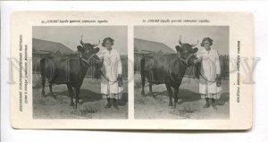 3163948 RUSSIA VSKhV Strelka COW champion STEREO PHOTO