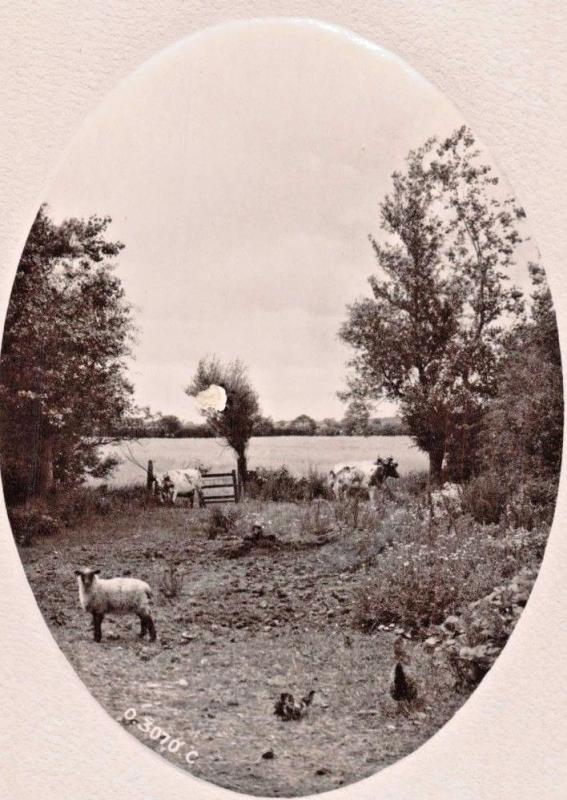 SHEEP~STRAYED FROM YONDER MEADOWS-ROTARY OVAL WINDOW REAL PHOTO POSTCARD