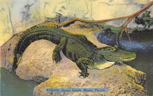Alligator Parrot Jungle - Miami, Florida FL  