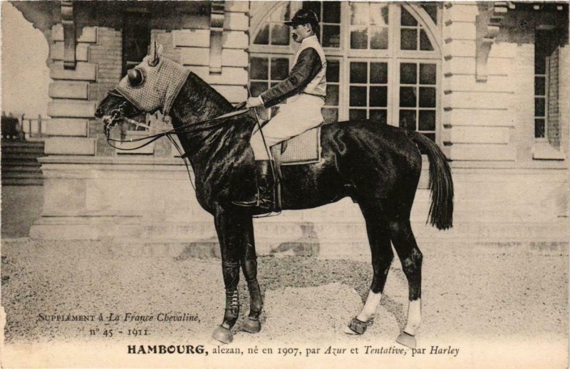 PC CPA HAMBOURG alezan chestnut HORSES SPORT (a14285)