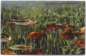 Watermelon Bass, Silver Shiners Wakulla Springs FL Vintage Postcard H17