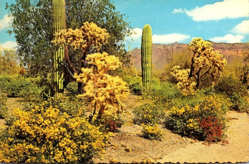 Arizona Desert Scene Saguaro Cactus