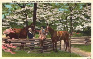 Vintage Postcard Springtime Scene Dogwood Blossoms Horseback Riders Asheville