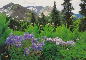 Colorado Wildflowers Columbine