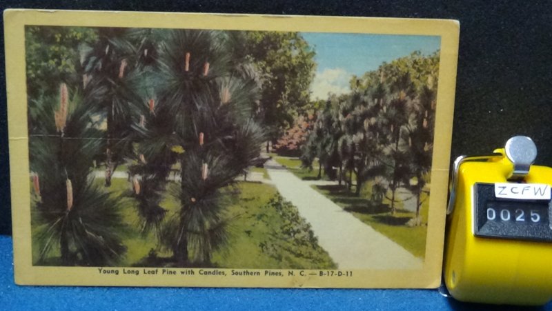 STD Vintage Young Long Leaf Pine with Candles North Carolina Unposted