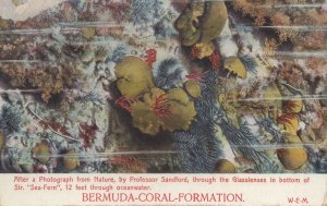 Bermuda Coral Formation Old Fish Sealife Caribbean Postcard