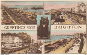 BRIGHTON, Sussex, England, 1944 ; Black cat