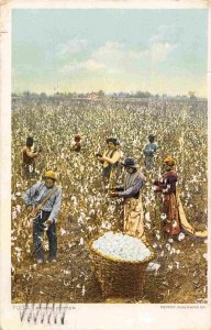African American Cotton Pickers Harvest Farming 1910 postcard