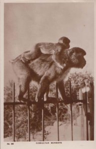 Gibraltar Channel Island Monkey Monkeys Animal Animals Real Photo Postcard