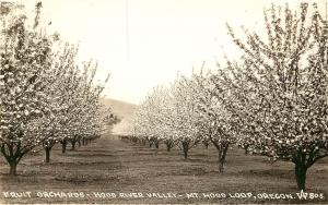 1930s RPPC Fruit Orchards Hood River Valley Mt. Hood Loop OR W.Andrews 805