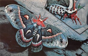 Cecropia Moth View Postcard Backing 