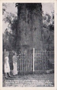 Florida Orlando Longwood The Big Tree Oldest Cypress In The U S  Real Photo