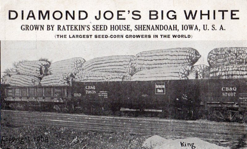 13056 Exaggeration: Diamond Joe's Big White Iowa Corn Seed, Shenandoah