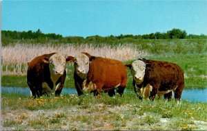 Canada Calgary Polled Hereford Cows The Canadian Hereford Association