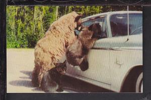Bears Postcard 
