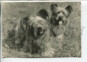 465678 USSR 1961 year photo of Eric Tylinik skye terriers dog postcard