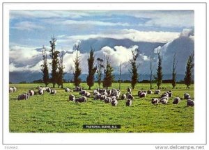 Sheep herd Pastoral Scene, New Zealand, PU-1972