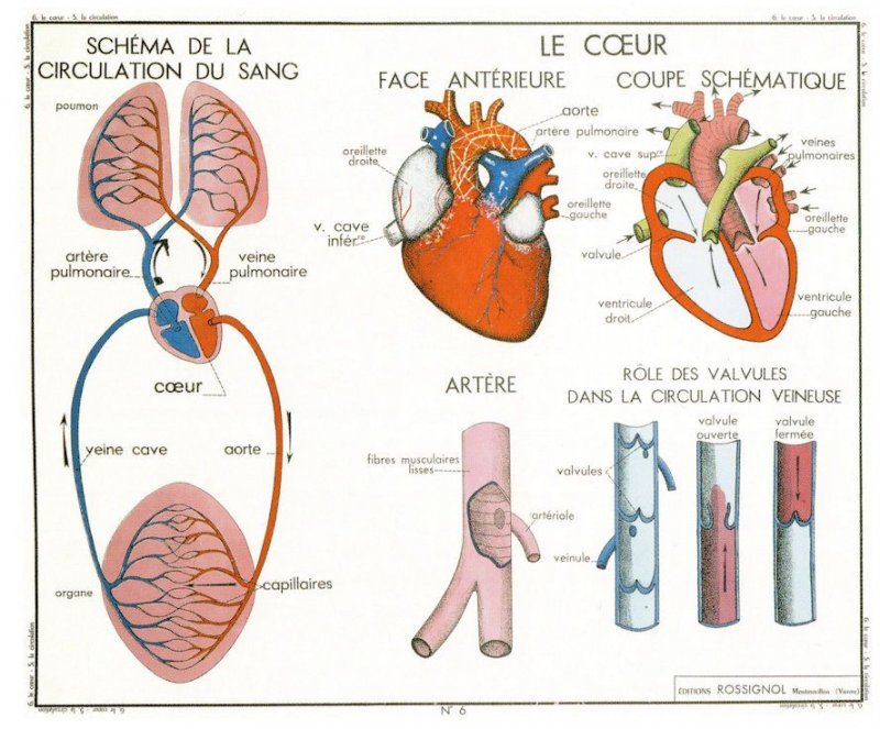 The Lungs Respiration Heart Blood Artery School Education Postcard