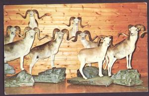 Marco Polo Sheep Post Card PC2110