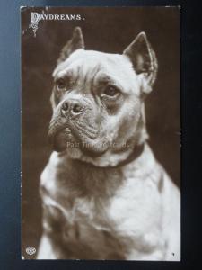 Portrait of a Dog 'DAYDREAMS' c1910 RP Pub by E.A. Schwerdtfeger & Co