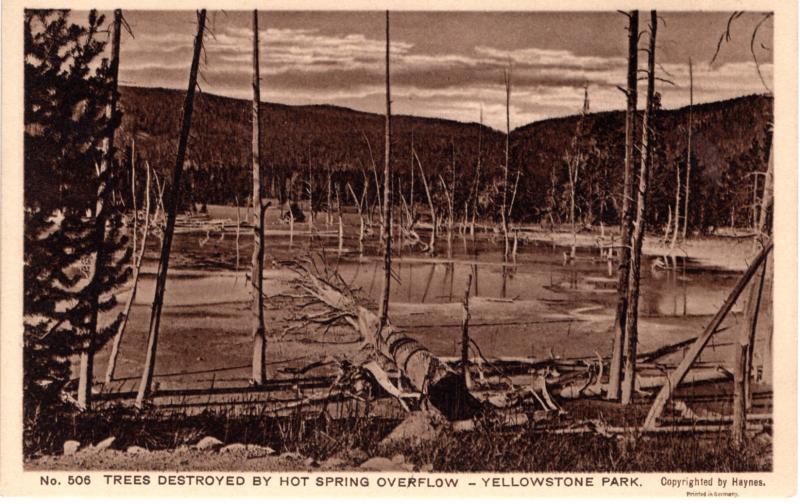 Trees Destroyed by Hot Springs Overflow, Yellowstone National Park, 1914