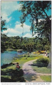 Florida Silver Springs Shaded Pathways Wind Through The Park Area Along The S...