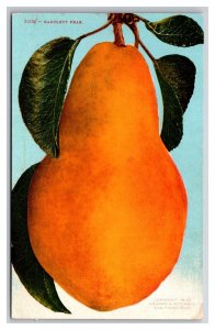 Bartlett Pear Hanging From Branch UNP DB Postcard Z5