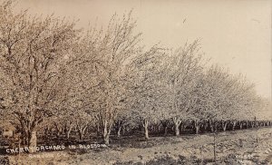 J77/ San Jose California Postcard RPPC c1910 Cherry Orchard in Bloom 385