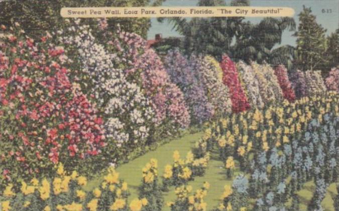 Florida Orlando Flowers Sweet Pea Wall Lake Eola Park 1945