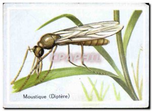 Image Mosquito Fly