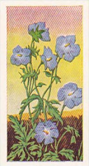 Glengettie Trade Card Wild Flowers No 19 Meadow's Crane-Bill