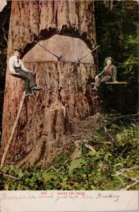 Giant Fir Tree Loggers Cutting Tree Lumberjacks Axes Postcard H61 *as is