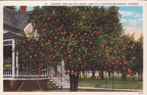 Florida Orange Tree On The Front Lawn Of A Private Residence Curteich