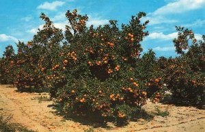 Postcard Orange Groves Central Florida